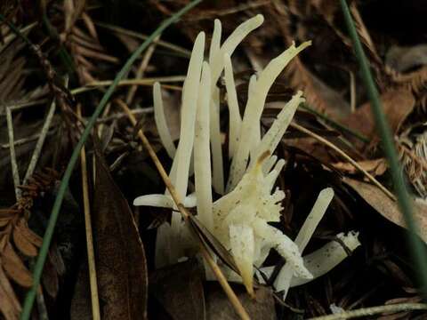 Clavaria resmi