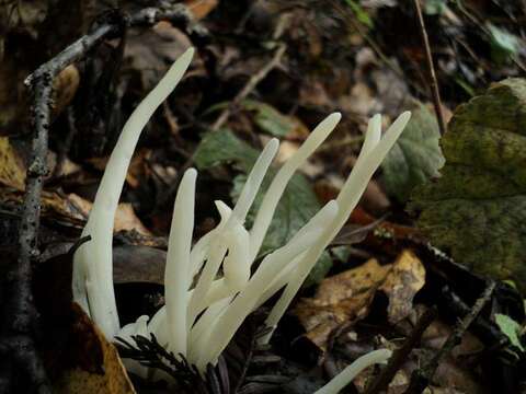 Clavaria resmi