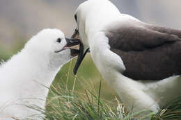 Image de Albatros de Carter