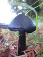 Image of Hygrocybe singeri (A. H. Sm. & Hesler) Singer 1958