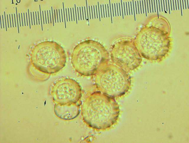 Sivun Hypocreaceae kuva