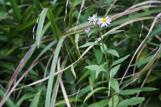 Aster yomena (Kitam.) Honda resmi