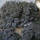 Image of jelly lichen