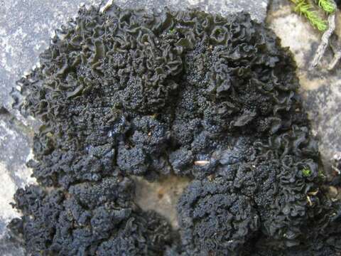 Image of Jelly lichens