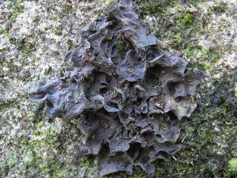 Image of Leptogium cochleatum (Dicks.) P. M. Jørg. & P. James