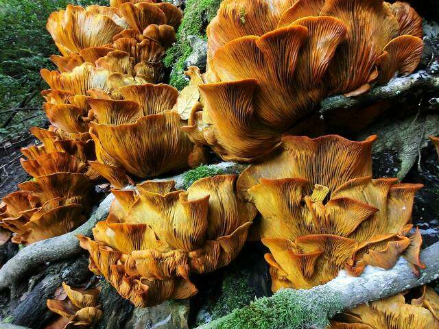 Imagem de Omphalotus