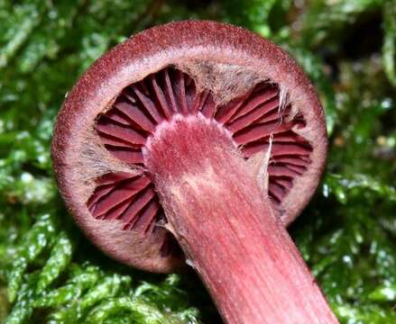 Image of Tubariaceae