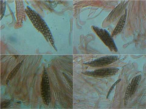 Image of Geoglossomycetes