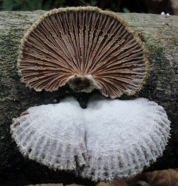 Image of Schizophyllaceae