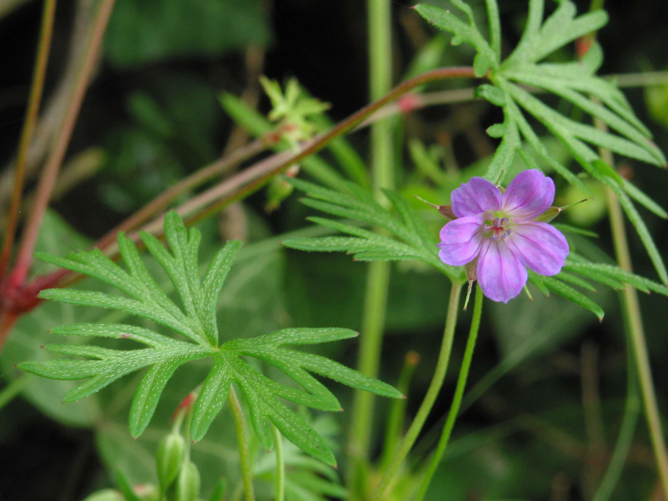 Imagem de Geranium columbinum L.