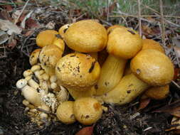 Image of Gymnopilus