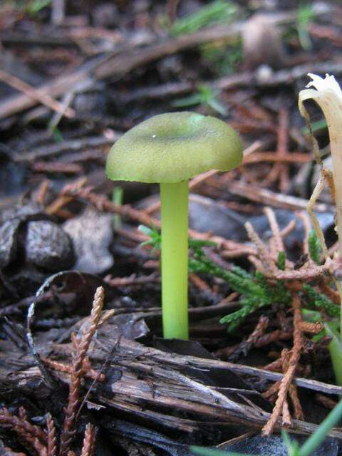 Entoloma resmi