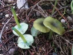 Entoloma resmi