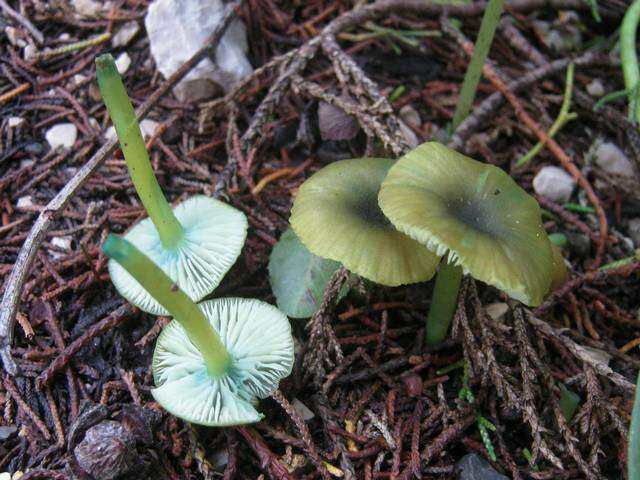 Entoloma resmi