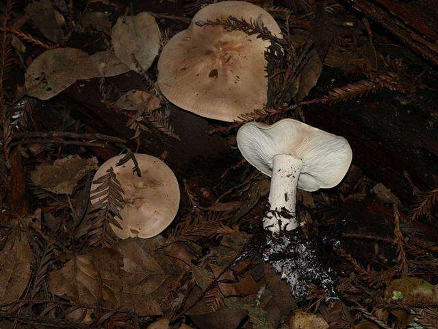 صورة Leucopaxillus