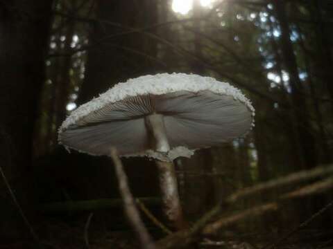 Image of Leucoagaricus