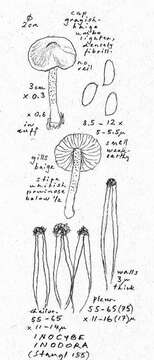 Inocybe inodora Velen. 1920的圖片