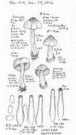 Image of Inocybe fuscidula Velen. 1920