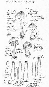 Image of Inocybe fuscidula Velen. 1920