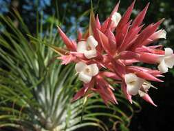 Image of Tillandsia globosa Wawra