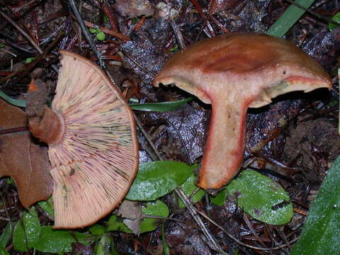 Image of Lactarius rubrilacteus Hesler & A. H. Sm. 1979