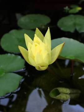 Image of yellow waterlily