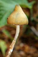 Image of Psilocybe zapotecorum R. Heim 1957