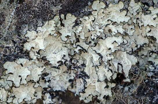 Image of asahinea lichen