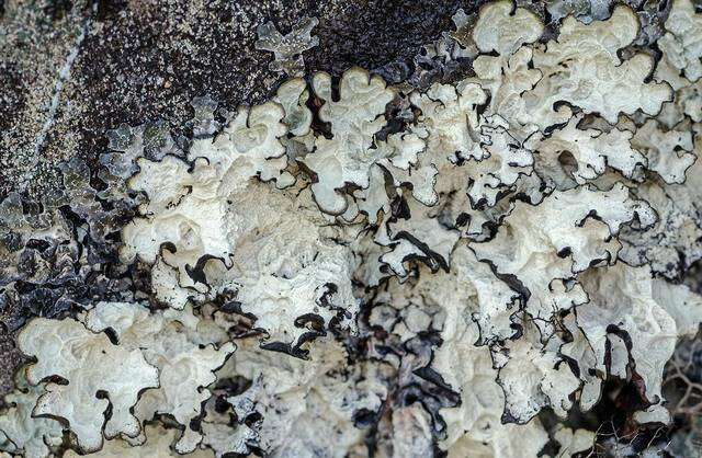 Image of asahinea lichen
