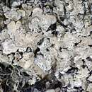 Image of golden asahinea lichen