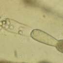 Слика од Allomyces macrogynus (R. Emers.) R. Emers. & C. M. Wilson 1954