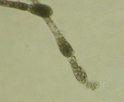 Imagem de Blastocladiomycota