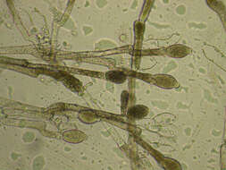 Image of Allomyces