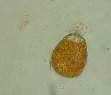 Image of Blastocladiomycota