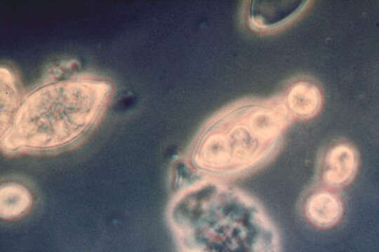 Image of Peronosporea