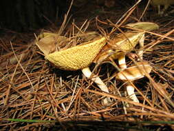 Image of Suillus umbonatus E. A. Dick & Snell 1961