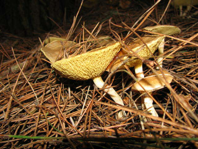 Image of Suillus umbonatus E. A. Dick & Snell 1961