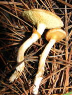 Image of Suillus umbonatus E. A. Dick & Snell 1961