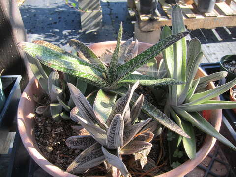 Image of Gasteria excelsa Baker