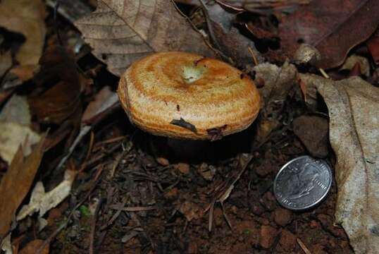 Image of Lactarius rubrilacteus Hesler & A. H. Sm. 1979