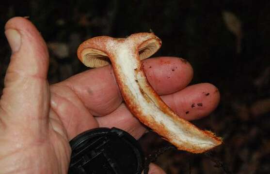 Image of Lactarius rubrilacteus Hesler & A. H. Sm. 1979