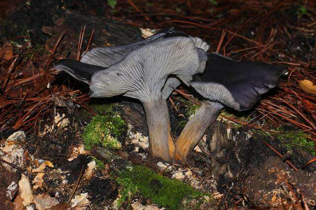 Image of Omphalotus mexicanus Guzmán & V. Mora 1984