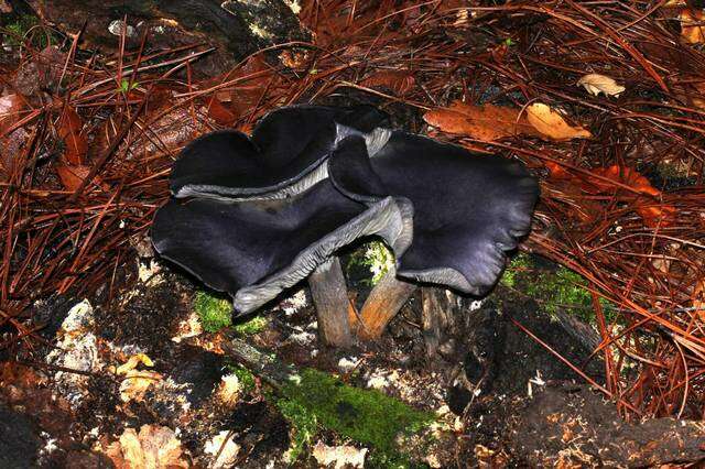 Image of Omphalotus mexicanus Guzmán & V. Mora 1984