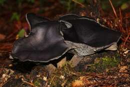 Imagem de Omphalotus mexicanus Guzmán & V. Mora 1984