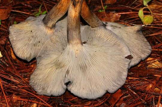 Image of Omphalotus mexicanus Guzmán & V. Mora 1984