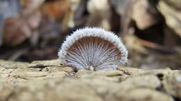 Image of Schizophyllaceae