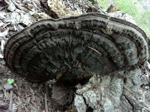 Image of Ganoderma