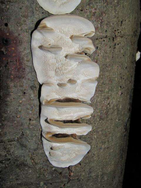 Image of Trametes