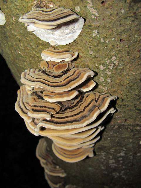 Image of Trametes