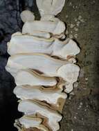 Image of Trametes